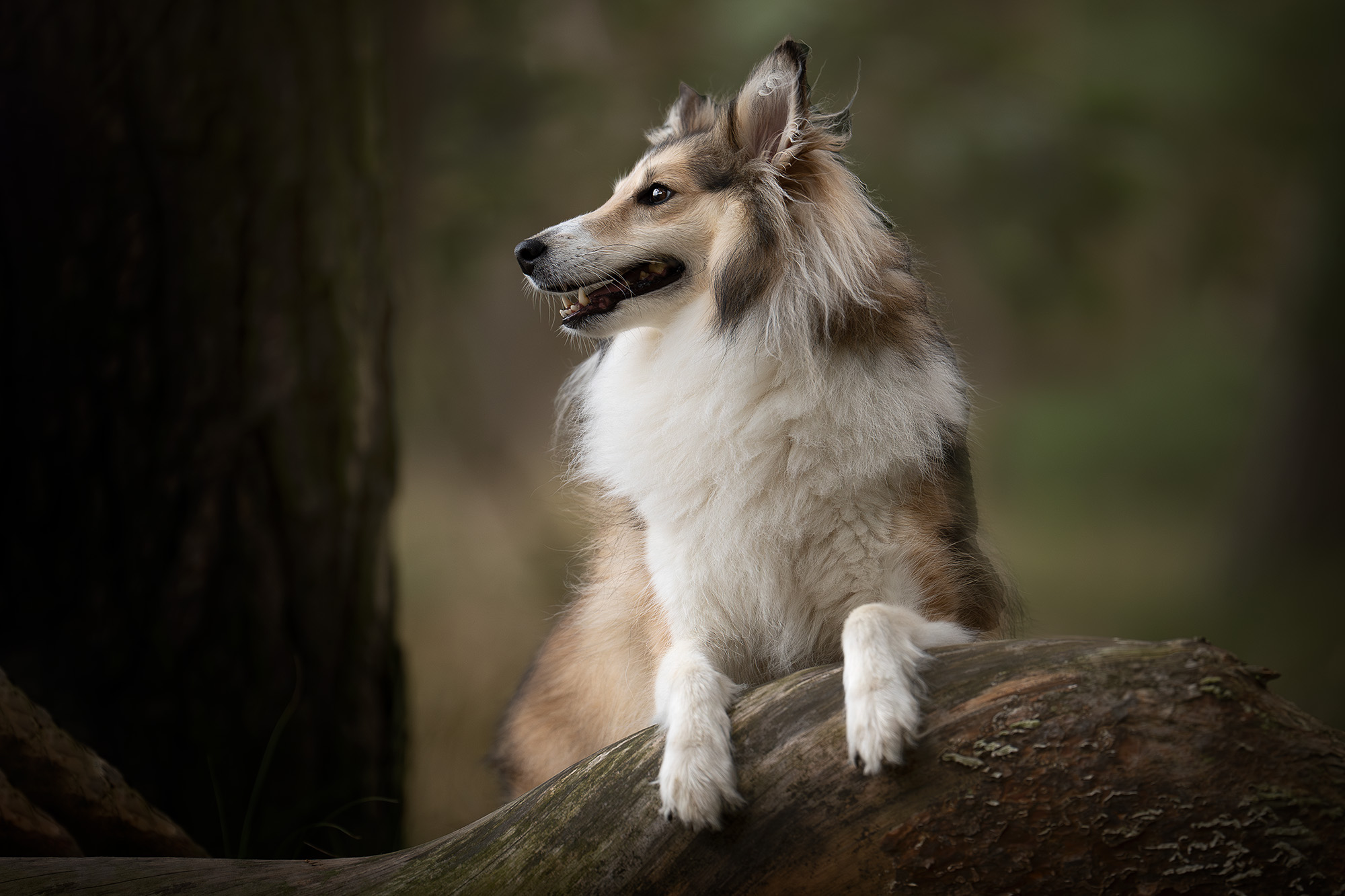 Foto genomen, door Dogograph hondenfotografie in Limburg, van een Sheltie genomen op het Beegderveld in Horn. De Sheltie staat met de voorpoten op een boomstam en kijkt naar links.